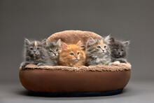 Little Kittens Are Sitting In A Cat Bed, Little Kittens Are Playing In A Cat Bed, On A Gray Background. Close-up Of Multi-colored Kittens On An Ottoman For Cats