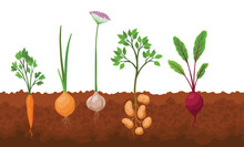 Collection Of Growing Vegetables. Plants Showing Root Structure. Organic And Healthy Food. Farm Product For Restaurant Menu Or Market Label. Vegetable Garden Banner. Poster With Root Veggies