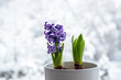 Hyacinths Hyacintus orientalis growing and blooming in home in January. Flowers in bloom on home window sill inside white flower pot. Snowy trees on background, copy space.