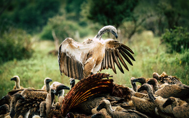 Vulture sitting on the giraffe kill