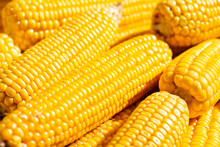 Yellow Bright Corn Heads On The Sunlight, Close Up. Concept Of Autumn Harvest, Farming, Healthy Cereal