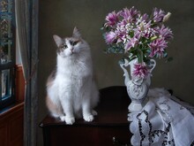 Still Life With Delicate Bouquet Of Flowers And Cute Cat