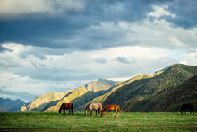 Horses Grazing In Green Picturesque Mountain Valley. Animal Husbandry In The Highlands.