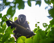 portrait of a cute howler monkey sitting on a branch in costa rican rainforest; wildlife of costa rica