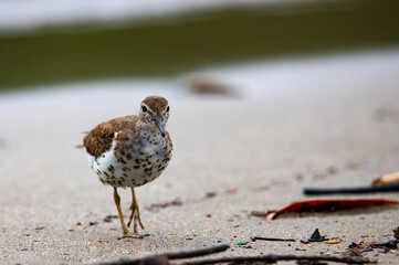 Wall Mural - little wader bird searching for food on the beach in costa rica; tropical water bird (shorebird)