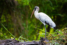 Portrait Of Large Scary Bird - Wood Stork (mycteria Americana) Hunting In The Wetlands Of Palo Verde National Park In Costa Rica
