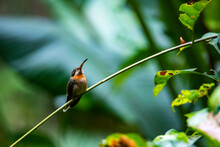 Unique Photo Of A Cute Little Hummingbird Sleeping On A Stalk In The Rainforest In Manuel Antonio National Park In Quepos, Costa Rica