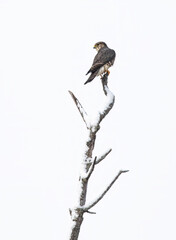 Wall Mural - Merlin (Falco columbarius) a small hawk isolated on white background perched on a branch hunting in winter.