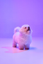 Portrait Of Fluffy Charming Dog Bichon Frize Looking Up Over Lilac Color Background In Neon Light Filter. Dog Before Grooming. Friend, Love, Care And Animal Health Concept