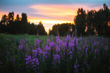 Purple Wildflowers In Meadow At Sunset