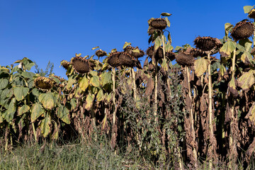 Wall Mural - Sunflower field with faded flowers in late summer