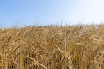 ripe wheat harvest in summer