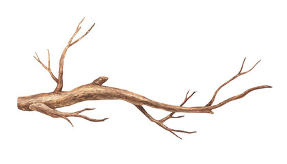 tree branch without leaves. watercolor illustration. brown dry straight twig. isolated on a white ba