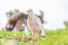 Little Egret Bird On Grass Blur Background
