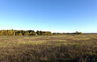 Rural countryside panoramic autumn landscape with field with dry grass and the forest on horison under clear cloudless blue sky