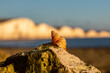 A whelk on a rock at the Sussex coast, with a shallow depth of field