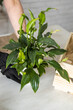 © satura_ - Spring houseplant care, close-up repotting houseplants. Waking up indoor plants for spring. Middle aged woman is transplanting plant into new pot at home. Gardener transplant plant Spathiphyllum