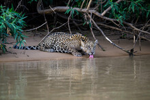 Wild Jaguar Drinking Water From The River In Pantanal, Brazil