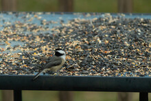 This Cute Little Black-capped Chickadee Was Coming To My Deck The Other Day For Some Birdseed. The Food Is Laid Out Across This Glass Table. His Little Grey, White, And Black Feathers Are So Cute.