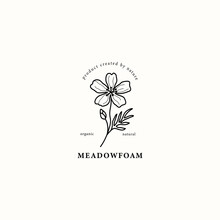 Line Art Meadowfoam Flower Illustration