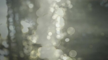 animation of trees over bokeh background