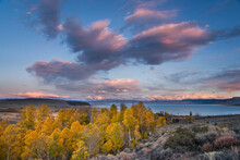 Fall Yellow Aspen Trees With Sunset Clouds Above Mono Lake In California