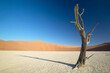 © Cavan Images - Lone dead tree stands in the Dead vlei