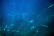 Man Dives With A School Of Amberjack