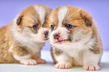 Newborn Pembroke Welsh Corgi Puppies In Studio In Front Of Purple Background With Copy Space For Advertisement. Little Fluffy Dogs Exploring The World Life Place