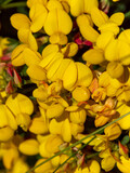 Fototapeta Tulipany - Lots of flowers with yellow petals. Flowers of the ulex. The plant is in bloom. Yellow petals