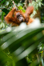 A Child Sumatran Orangutan (Pongo Abelii) Rests On A Tree Branch In Gunung Leuser National Park In Northern Sumatra.