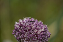 Small Black Bee On Purple Leek Flower, With Large Background Space.