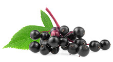European Elderberry Isolated On A White Background. Elderberry Leaves And Fresh Black Berries Of Sambucus.