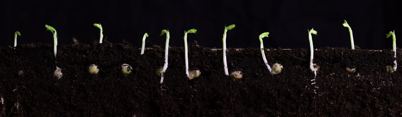 Wall Mural - Young shoots of green peas with roots on black.