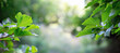 © Volodymyr - Tree branch with green leaves in forest on blurred background, summer background