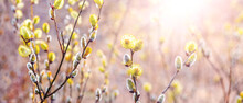 Willow Branches With Fluffy Catkins In The Forest On A Blurred Background