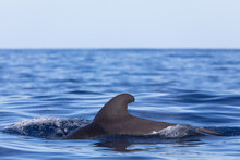 Pilot Whale Swimming Through The Blue Water At The Atlantic Ocean