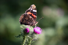 Butterfly On Thistle At Park