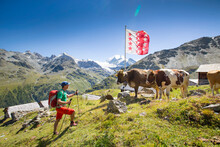 A Male Hiker Has A Close Encounter With Two Swiss Cows At A Mountain Farm In The Turtmanntal, Halfway The Haute Route. The Flag Of The Region Wallis Is Waving In The Wind.