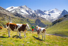 Hiker Walking Uphill Towards Cows With Mountains In Background