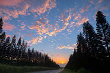 Kamehameha Highway At Sunset With Trees On Sides, Haleiwa, Hawaii Islands, USA