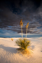 Soaptree Yucca (yucca Elata) At White Sands National Monument, New Mexico