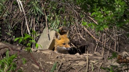 Wall Mural - A lone Red Fox pup peers from its underground den in early spring in Windsor in Upstate NY.  A fox pup looks out into the great unknown for maybe the first time.