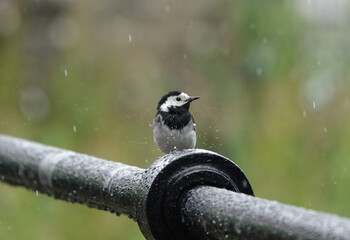 A raindrop splashing up in front of a pied wagtail perching on a metal railing  against a defocused green background. 