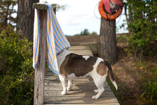 Dog Standing On Wooden Trail With Towel Covered On Face