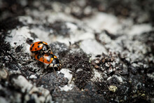 Two Ladybugs (Coccinellidae) Mating