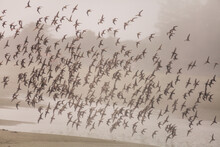 Flock Of Plovers Flying Around Beach