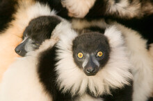 Ruffed Lemurs In A Cuddle.