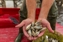 Commercial Clammer Joe Delano Holds Freshly Harvested Clams At Pine Point In Scarborough, Maine.
