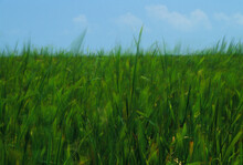 Blur Of Grasses Against Blue Sky In Everglades National Park, Florida.